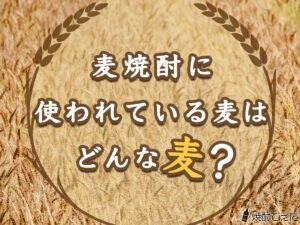 麦焼酎に使われている麦はどんな麦？麦焼酎の原料について解説！